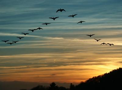 Meer dan 160.000 overvliegende trekvogels geteld in ons land tijdens jaarlijkse EuroBirdwatch