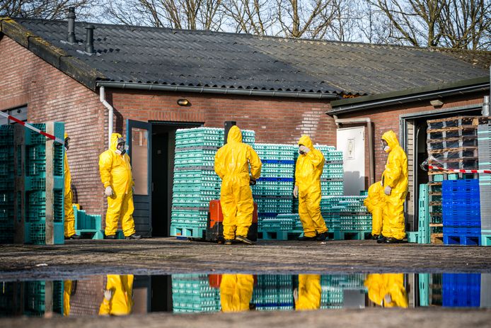 Medewerkers van de NVWA ruimden in februari 35.000 kippen op een pluimveebedrijf in het Brabantse Sint Oedenrode nadat daar vogelgriep was vastgesteld.