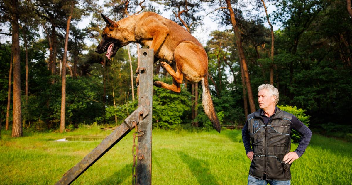 Toine traint honden om boeven te vangen: ‘Een hond moet nergens bang ...