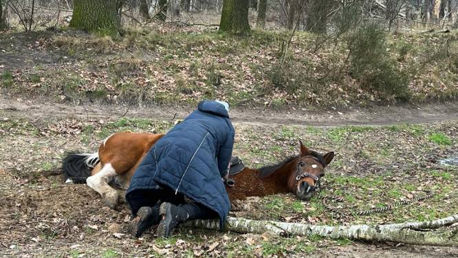 Waarschuwingsborden in natuurgebied Haaksbergen na wegzakken paarden in gedempte sloten: ‘Als veiligheid in geding is, moeten we acteren’