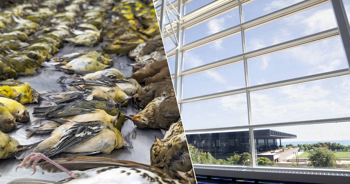 A thousand birds crash into a building in Chicago in 24 hours: The Convention Center is a veritable bird graveyard |  outside