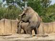 Al bij de derde date schoot olifant Timber raak: ‘We krijgen een klein Rotterdammertje’