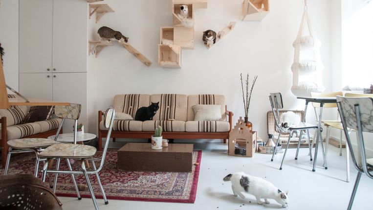 Lounge lichten spiegel Het eerste koffiehuis voor mens en kat in Nederland | De Volkskrant