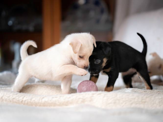 Hoe groeit een puppy op? “Ze zetten overal hun tanden in, ook in hun broers en zussen”