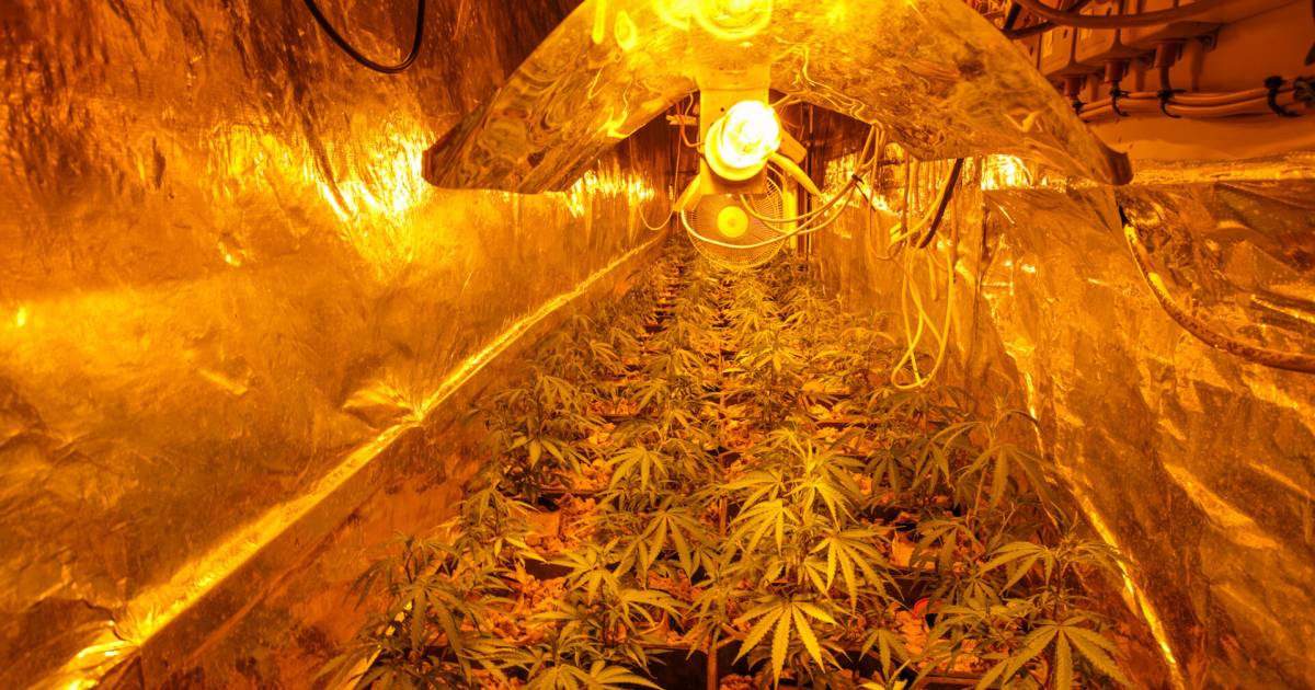 Politie vindt hennepkwekerijen in Geldrops huis, maar kan bewoners niet aanhouden door coronabesmetting.