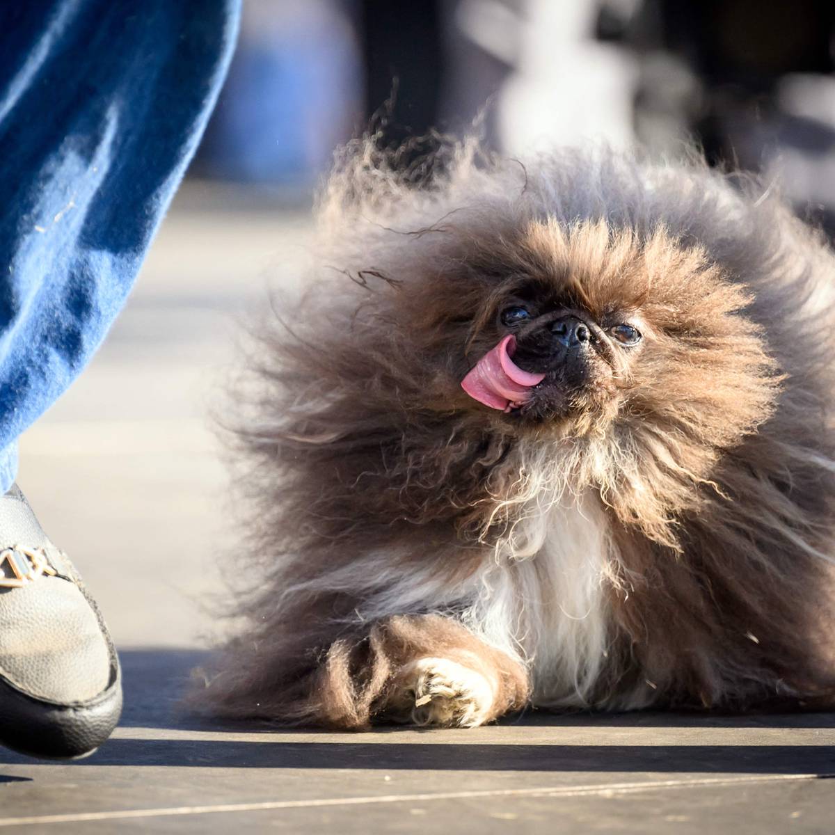 KIJK. Hondje “Wild Thang” doet zijn naam alle eer aan en wordt verkozen tot  lelijkste hond ter wereld | Het leukste van het web | hln.be