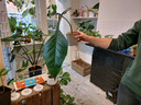 De duurste van het stel: Philodendron Joepii.