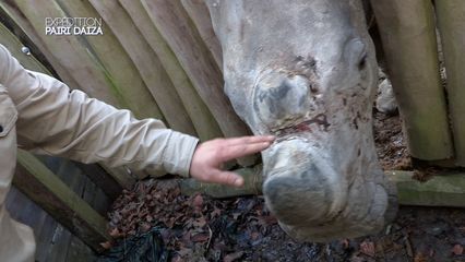 5. Les rhinocéros adorent les caresses