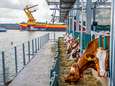 Duitsers roepen op tot boycot van drijvende koeienstal: ‘Wij laten zien hoe absurd dit project is’ 