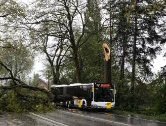 Stormschade blijft beperkt in regio Leuven