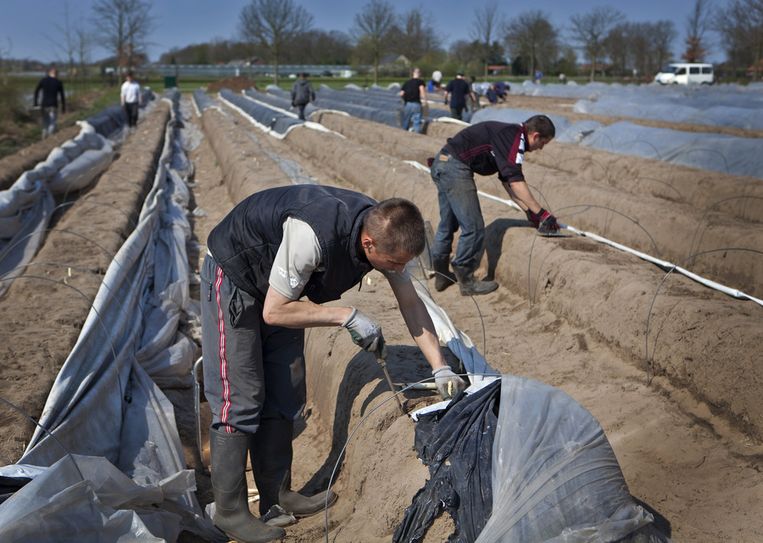 Polen en Letten aan het werk in de asperges in Limburg. Beeld ANP