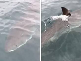 "Wij hebben grotere boot nodig": gigantische witte haai 'gijzelt' vissers