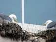 Un foyer de grippe aviaire détecté chez un négociant d'oiseaux en Brabant flamand