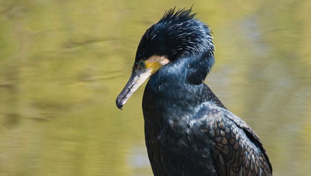 Oiseau marcheur hotsell