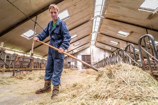 Als de koeien van Dirk Gravesteyn de stal binnenkomen ligt het hooi klaar.