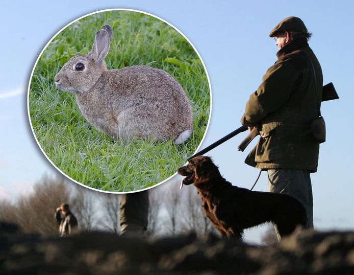 Jagers mogen in Gelderland niet meer op konijnen schieten. En daar is niet iedereen blij mee...