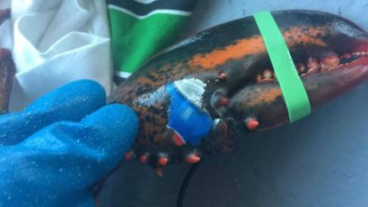 Vissers halen kreeft met Pepsi-logo op schaar uit zee: "Het lijkt wel een tattoo"