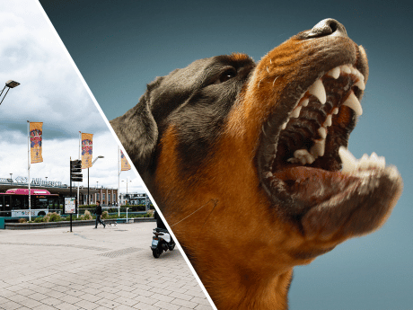 Man mishandelt hond op Stationsplein en hitst die daarna op tegen beveiligers