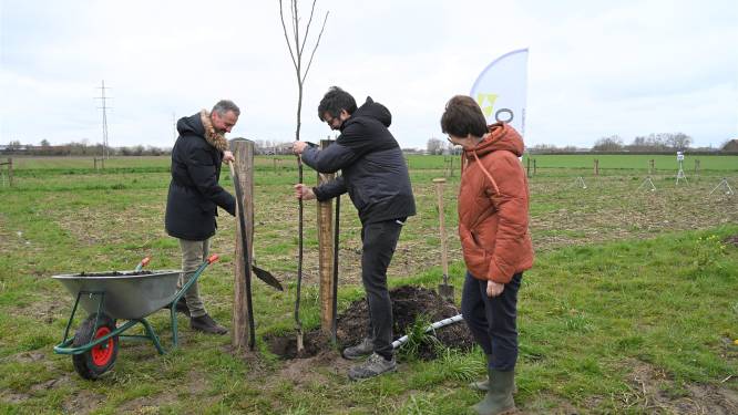 Inagro onderzoekt gecombineerde kweek van bomen en landbouwgewassen