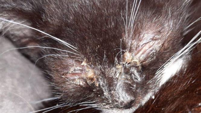 Tientallen ernstig zieke katten en kittens in woning: ‘Twee kittens ternauwernood nog in leven’