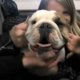 Asiel wordt omgebouwd tot huiskamer voor bulldog
