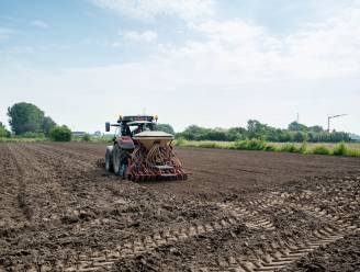 Stad stelt grond ter beschikking voor hennepteelt: “Je moet al zes hectares opsmoren om er iets van te voelen”