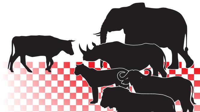 Oss mag bij de ‘Big Five’ van Brabant: ‘Nu gaan we meedoen met de grote jongens’