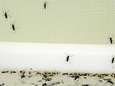 La dengue réapparaît en Grèce après 85 ans