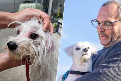 “Tranen in de ogen bij verlossend telefoontje”: man die verwaarloosde hond uit kanaal redde, is nu zijn nieuw baasje