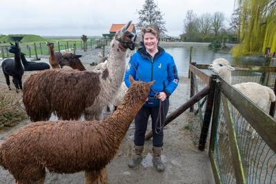 Harry de Friese lama is snel thuis tussen de alpaca’s in Aagtekerke