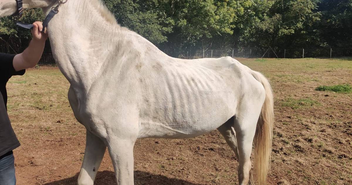 cowboy Rust uit Kent Vier verwaarloosde paarden en drie pony's in beslag genomen na advertentie  op tweedehandssite: “Geen druppel water op de warmste septemberdag” |  Tessenderlo | hln.be