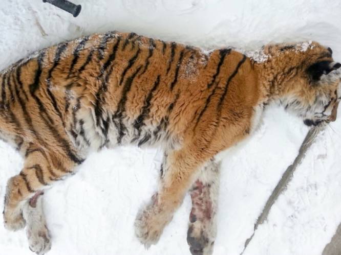 Siberische tijger gaat tegen al haar normale instincten in naar dorp en legt zich voor huis om hulp te vinden