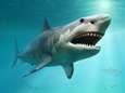 Studie werpt nieuw licht op waarom gigantische prehistorische haai uitstierf en het zou aan hemzelf gelegen hebben