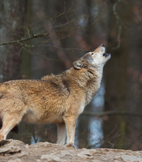 Wolf steeds vaker gespot in Brabant, en lijkt zelfs koe aan te vallen: vier vragen over het roofdier