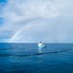 Ruimt de plasticvanger van The Ocean Cleanup ook het zeeleven op?