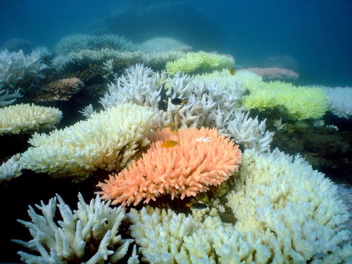Verbleekt koraal in het Great Barrier Reef.