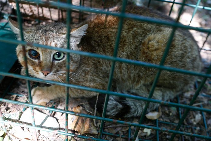 Deze katvos werd al langer gevolgd door ONCFS: het dier heeft wellicht in een gevecht oogschade opgelopen.