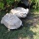 Schildpad vraagt om hulp!