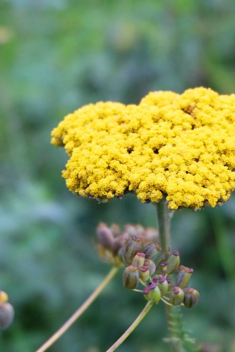 Cette plante à l’odeur de curry est-elle le “nouveau” cannabis? 