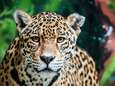 Geheime slachtpartijen blootgelegd: de Chinese jacht op jaguars, waarbij dieren op bestelling worden vermoord
