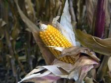 Monsanto teste de nouveau les OGM aux Etats-Unis