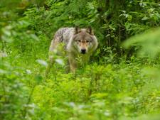 Wolf valt Italiaanse vrouw (56) aan terwijl ze wandeling maakt met haar hond
