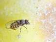 Oosterse fruitvlieg duikt voor het eerst op in België: “Gevaarlijk voor oogst”