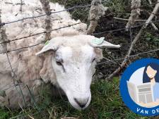 Kees Janse bevrijdt schaap uit hek: ‘Zijn oren bleven er gelukkig aan’ 