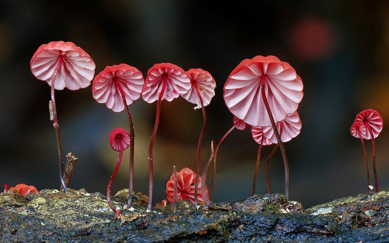 Fantastic Fungi 
 Beeld Netflix