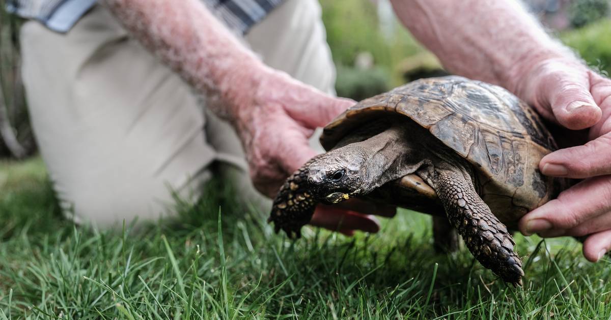 Fraude Bestuiver Begrip Nol (76) had geen idee dat zijn schildpad zo oud zou worden: 'Ik vermoed  dat hij mij gaat overleven' | NLThuis | AD.nl