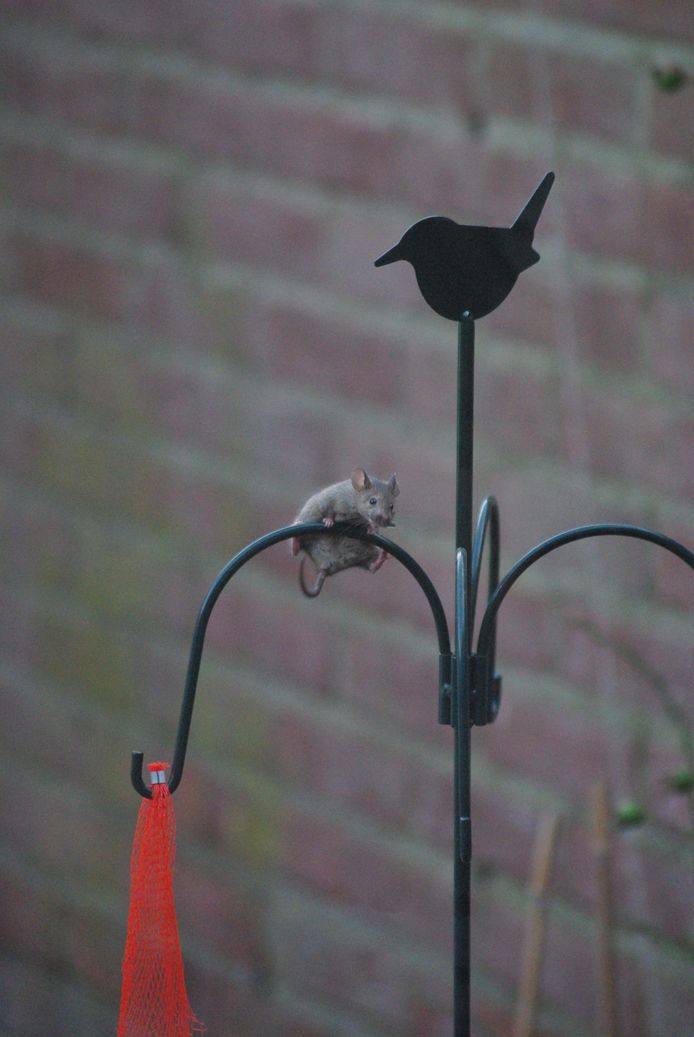 Muizen komen op eten af, zoals vogelzaden.