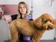 Denise Oesterholt heeft een eigen trimsalon in Eibergen. Ze knipt, kamt, plukt en wast heel veel verschillende soorten honden. Eén ras in het bijzonder: labradoodles.