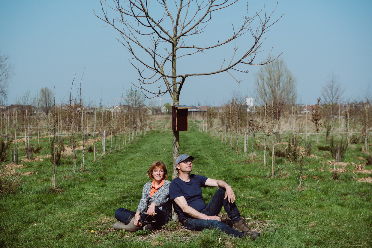 Hilde Eylenbosch en Piet Moerman begonnen in 2019 een voedselbos aan te leggen.   Beeld Wouter Maeckelberghe