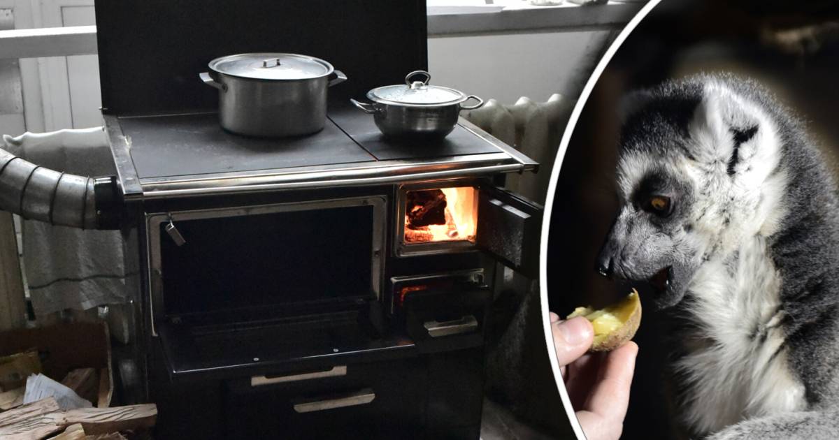 Power Outage Catastrophe For Ukraine Zoos Wood Stoves Purchased To